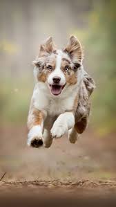 Australian Shepherd Running 4k Ultra Hd Mobile Wallpaper Cutepuppy4kwallpaper Aussie Welpen Hunde Fotos Hunderassen