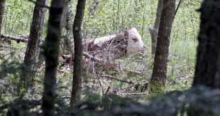 Totes Kalb Im Wald Wald Kalb Keramik