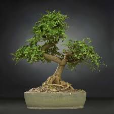 Bonsai Tree 23 Free Vr Ar Mark Florquin
