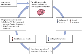 Adolescent Obesity And Dietary Decision Making A Brain Health Perspective The Lancet Child Adolescent Health