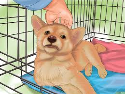 Bir Kopek Nasil Egitilir Wikihow