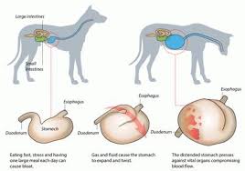 Kingfisher Veterinary Practice - *O is for Onions and Overindulgence Onions  contain an ingredient called thiosulphate which is toxic to cats and dogs.  The ingestion of onions causes a condition called hemolytic
