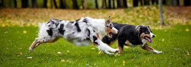 Our team of experts is here to help you choose a puppy that. Australian Shepherd Dog Breed Facts And Traits Hill S Pet
