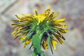 Image result for Pentanema indicum