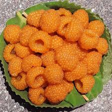 Image result for Rubus ellipticus