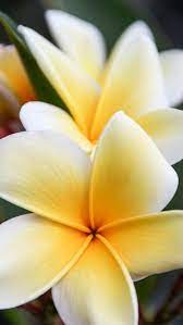 Yellow Plumeria Frangipani Iphone Wallpaper Silver Spiral Studio Flower Iphone Wallpaper Nature Iphone Wallpaper Flowers
