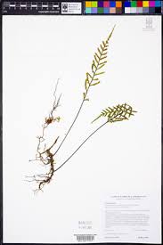 Image result for Pleopeltis  × simiana