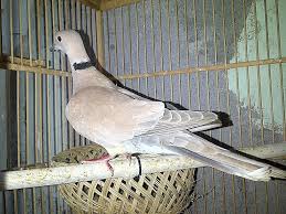 Burung ini menjadi salah satu burung kebanggaan para kicaumania karena kemampuannya dalam berkicau. Inilah Cara Sukses Untuk Penangkaran Burung Derkuku
