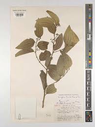 Image result for Rhamnus prinoides