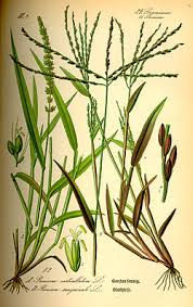 Image result for Setaria grandis