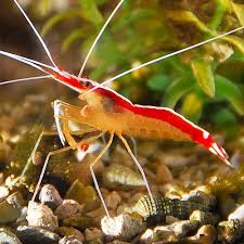 Scarlet Skunk Cleaner Shrimp Continuing The Under Sea Theme Marine Fish Aquarium Fish Rainbow Fish