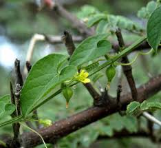 Image result for Kedrostis nana