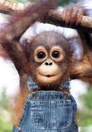 Baby Monkey Climbing Hanging From A Branch All Dressed Up With Suspenders Monkey See Monkey Do Cute Baby Animals Cute Little Animals Cute Animals