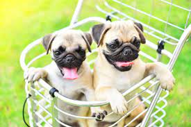 You can either buy a pug directly from a breeder or all of the pug puppies are show quality. How Much Does A Pug Cost Puppy Prices And Expenses