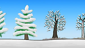 In fact, some of the understory broadleaf evergreens photosynthesize as much in the winter as they do in the summer, partly because they get more light when the leaves are off the taller trees. How Do Trees Survive Winter Youtube