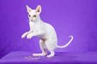 Cornish Rex Cats & Kittens For Sale & Rehome uk | Find ...