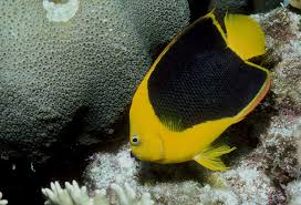 Check spelling or type a new query. Rock Beauty Angelfish Holacanthus Tricolor Species Profile Aquariumdomain Com