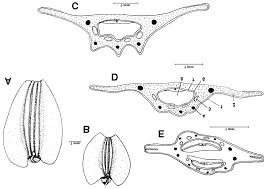 Image result for Cyclocarpa