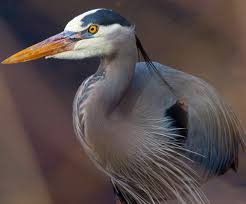 Maybe you would like to learn more about one of these? Herons And Egrets Beauty To Behold But Not To Hear Marin Independent Journal