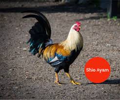 Tahun 2021 adalah tahun shio kerbau. Prediksi Keberuntungan Shio Ayam Di Tahun 2020 Kerja Usaha