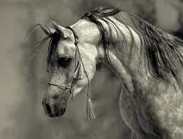 shoug أجمل صور الخيول most beautiful horses pictures horses beautiful horses arabian horse