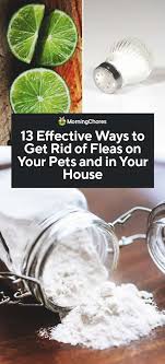 13 Effective Ways To Get Rid Of Fleas On Your Pets And In Your House In 2020 Flea Remedies Fleas Kill Fleas In House