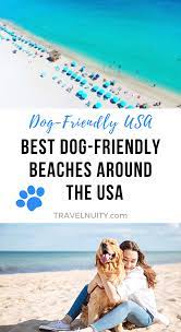 Best Dog Friendly Beaches Around The Usa Dog Friendly Beach Dog Friendly Vacation Dog Friendly Beach Vacations