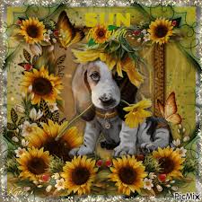 Bunga matahari adalah sebuah bunga yang memiliki ciri khusus yaitu setiap berbunga selalu mengikuti arah cahaya matahari. Dog With Flowers Picmix
