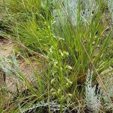 Image result for Grewia inaequilatera