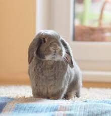 Different from domestic breeds, cottontail rabbits are the ones you are most likely to find in the wild. Can I Bathe My Rabbit