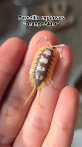 Image result for Pseudopod Ospermum