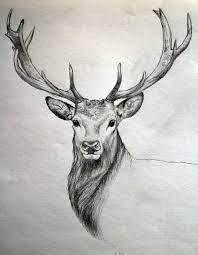 Good pictures of animals to draw. 40 Free Easy Animal Sketch Drawing Information Ideas Brighter Craft