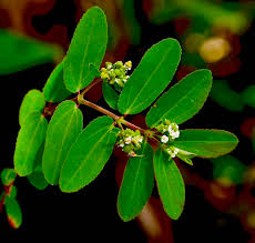 Image result for Euphorbia hypericifolia