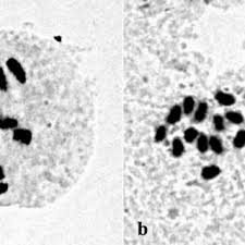 Image result for Abildgaardia ovata