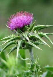Pin On Flowers