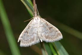 Image result for Anania perlucidalis