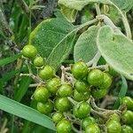 Image result for Solanum tettense
