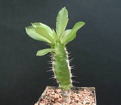Image result for Euphorbia persistentifolia