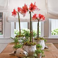 They are in the same family as tropical hibiscus african violets are easy to grow indoor plants that bloom year round. The Best Fall Blooming Indoor Plants Fresh American