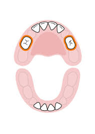 Baby Teeth Chart What Order Do Babies Teeth Come In