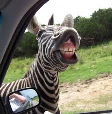 19 Animals Making Funny Faces Funny Animal Faces Funny Wild Animals Funny Animals