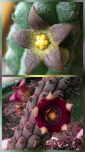 Image result for Orbea rogersii