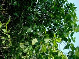 Image result for Mitragyna rubrostipulata