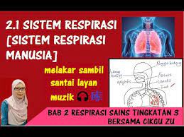 Melakar dan melabelkan struktur dalam sistem respirasi manusia serta. Bab 2 Respirasi Sains Tingkatan 3 Youtube