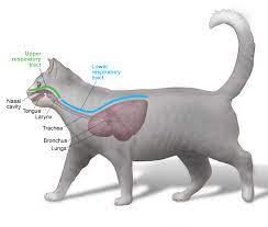 I looked this up, and there i'm planning on taking the cat to the vet on monday, don't worry, but considering the considerable volume of people asking about this specific situation (a. Respiratory Infections Cornell University College Of Veterinary Medicine