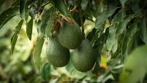 I am charley wolk, an avocado farmer in southern california, who has been in the industry for more than 38 years, and manage my own grove as well as dozens of groves for other farmers. Avocados In Charts Mexico S Boom In The U S Freshfruitportal Com