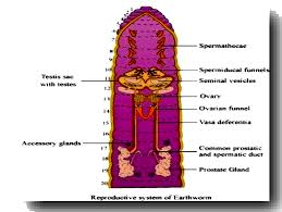 We did not find results for: Draw A Labelled Diagram Of The Reproductive Organs Of An Earthworm