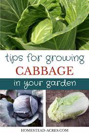 How To Grow Cabbage Plant Grow And Harvest Cabbage Plant Organic Vegetable Garden Organic Gardening Tips