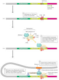What Is A Gene Colinearity And Transcription Units Learn Science At Scitable