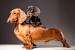 Full Grown Long Hair Dapple Dachshund